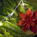 Крийстине против рубки деревьев: в районе украшают только живые рождественские елки