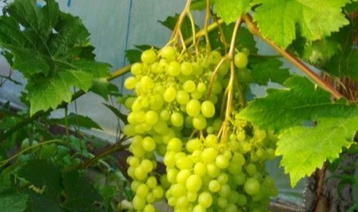 Kodumaised viinamarjad ületavad maitselt poes müüdavaid ohtralt mürgitatud kobaraid.