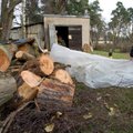 Erki Korp: hooldusraiest tekkinud puid ei saa võrrelda Tallinna abipakettidega