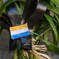 Eestlanna Hollandis: Ukraina lennukatastroof meenutab Estonia laevahukku - kuidagi puudutas õnnetus ikkagi kõiki