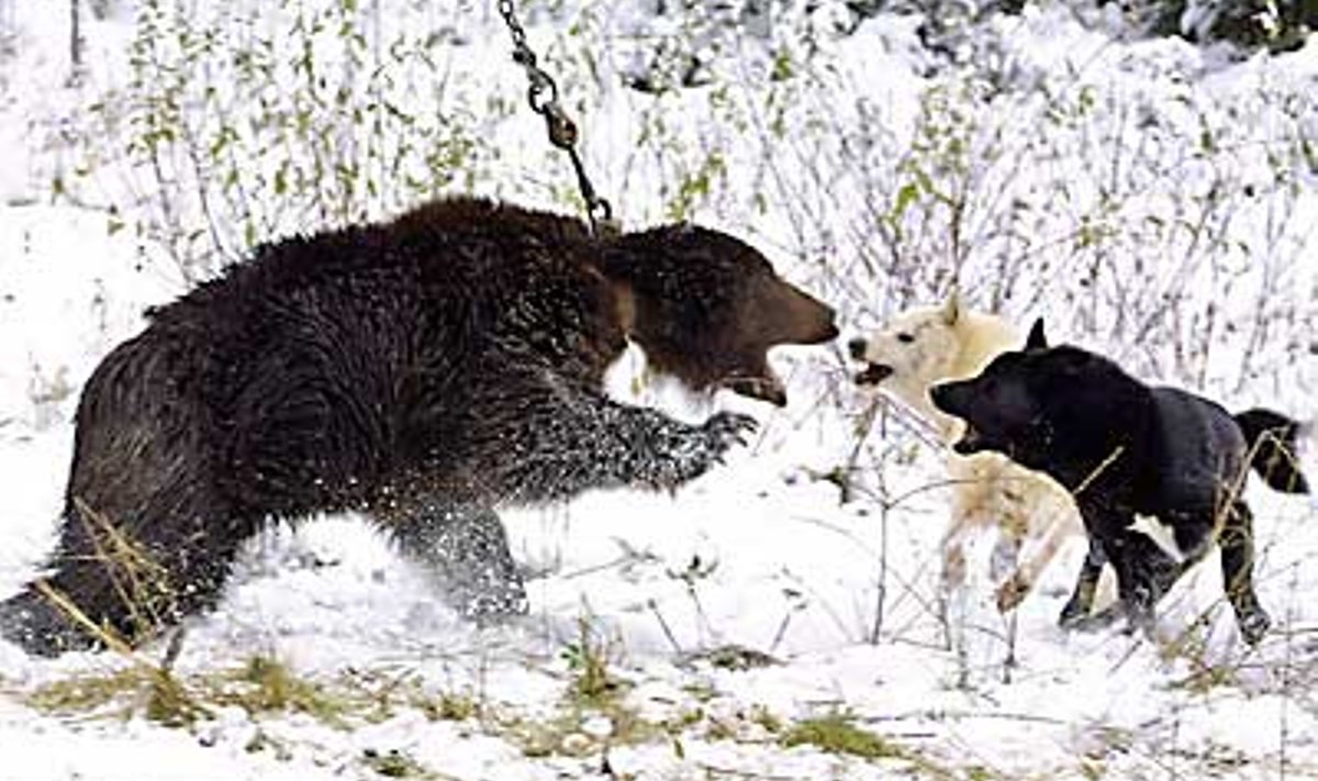 KARUJAHT VALGEVENEMAAL: Litusovo külas treenivad kohalikud jahimehed oma koerte oskusi, lastes nad elusa karuga purelema. AFP