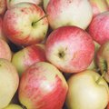 Türi Õunafestivalil saab õunamahla pressida