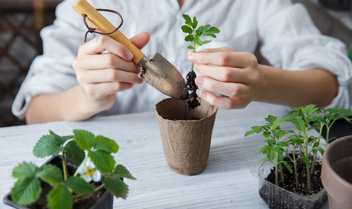 Tomatitaimede pikeerimise tulemusel kasvavad tugevamad taimed.