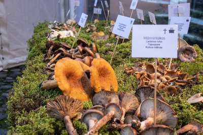 На выставке грибов четко указано, какие грибы можно есть и как их готовить.