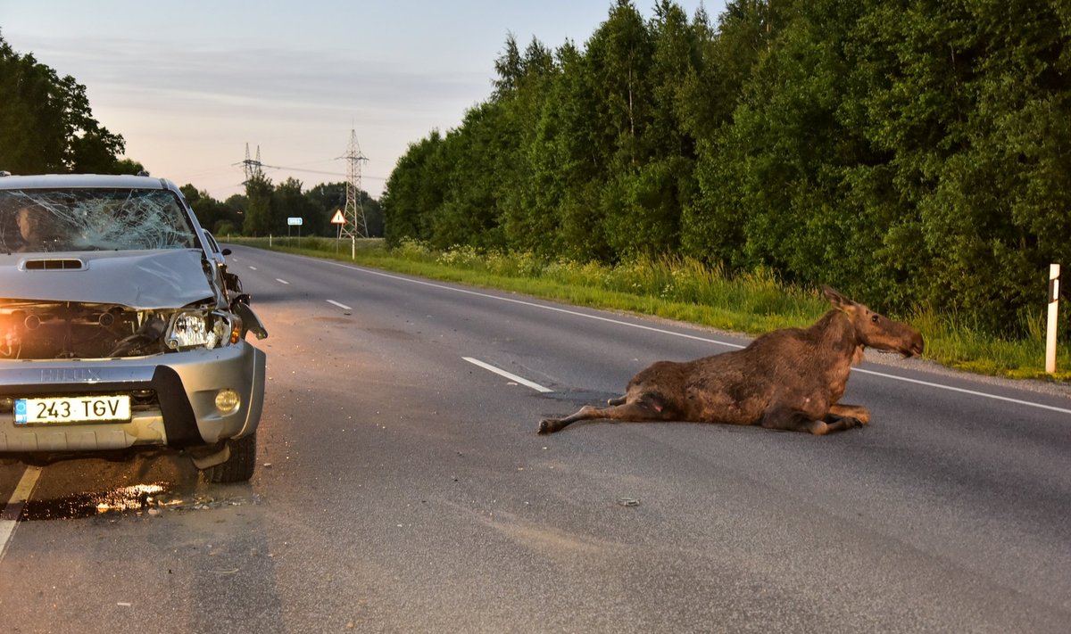 Pärnumaal jooksis maasturile ette põder