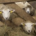 Lammaste ekspordile mõeldes on soodsam kasutada elektroonilisi kõrvamärke
