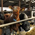 Hiina ametnikud tulevad inspekteerima Eesti piimakäitlemisettevõtteid