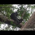 VIDEO | Vaata, kuidas šimpans kilpkonna sööb