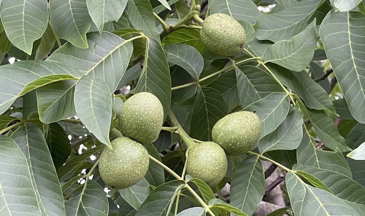 Kreeka pähklipuu viljad valmivad Laulasmaal asuvas aias.