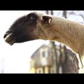 VIDEO: Uskumatult naljaks, loomad teevad päriselt inimese häält
