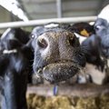Piimahinna tõus on peatunud, Global Dairy Trade oksjonil langes hind kolm protsenti