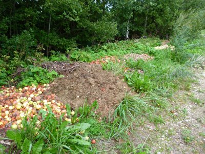 Üsna korralikult ja ilma kiledeta metsa viidud õunad-kartulid, kuid otse käidava tee ääres.