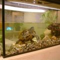 Mustvee linnaraamatukogu uued veekilpkonnad ootavad nimesid ja senisest suuremat akvaariumi