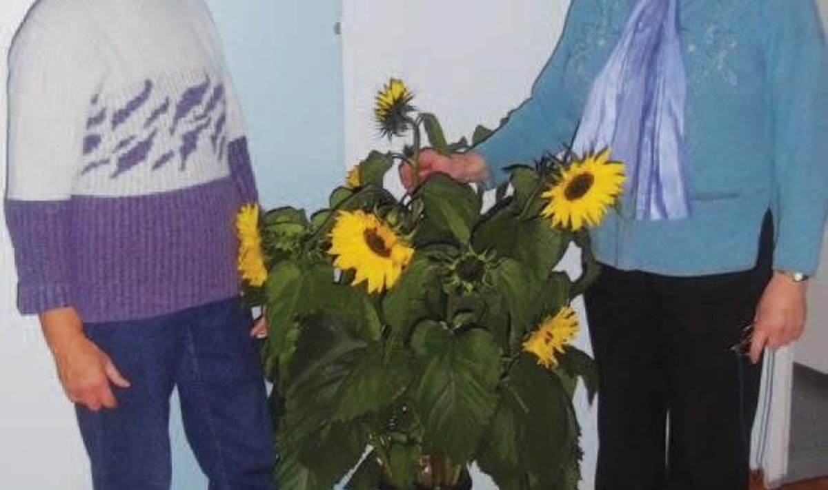 Kose päevakeskuse juhataja Malle Lambasaar ja ringijuhendaja Elju Tuuling päev enne juubeliüritust lilledega kaunistatud saalis. Päevalilled on muuseas pärit prouade enda aiamaalt. Foto: Kaia Roots