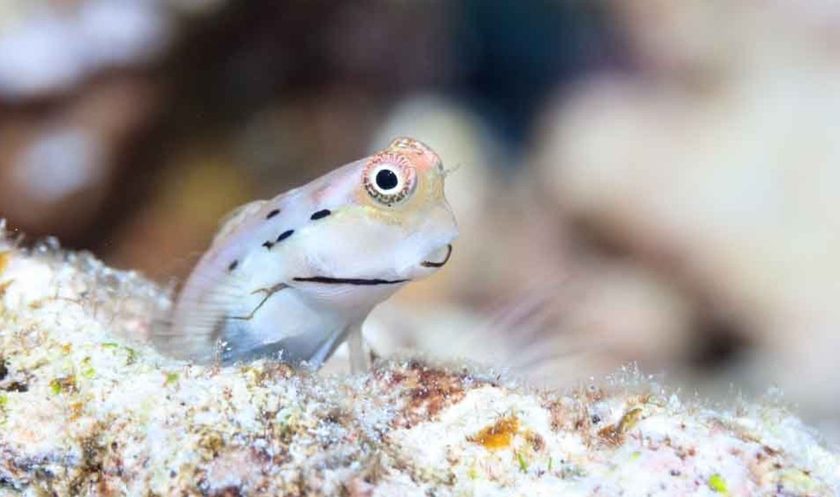 Just sellised miniatuursed kalad on korallrahu elu õitsengu vundament