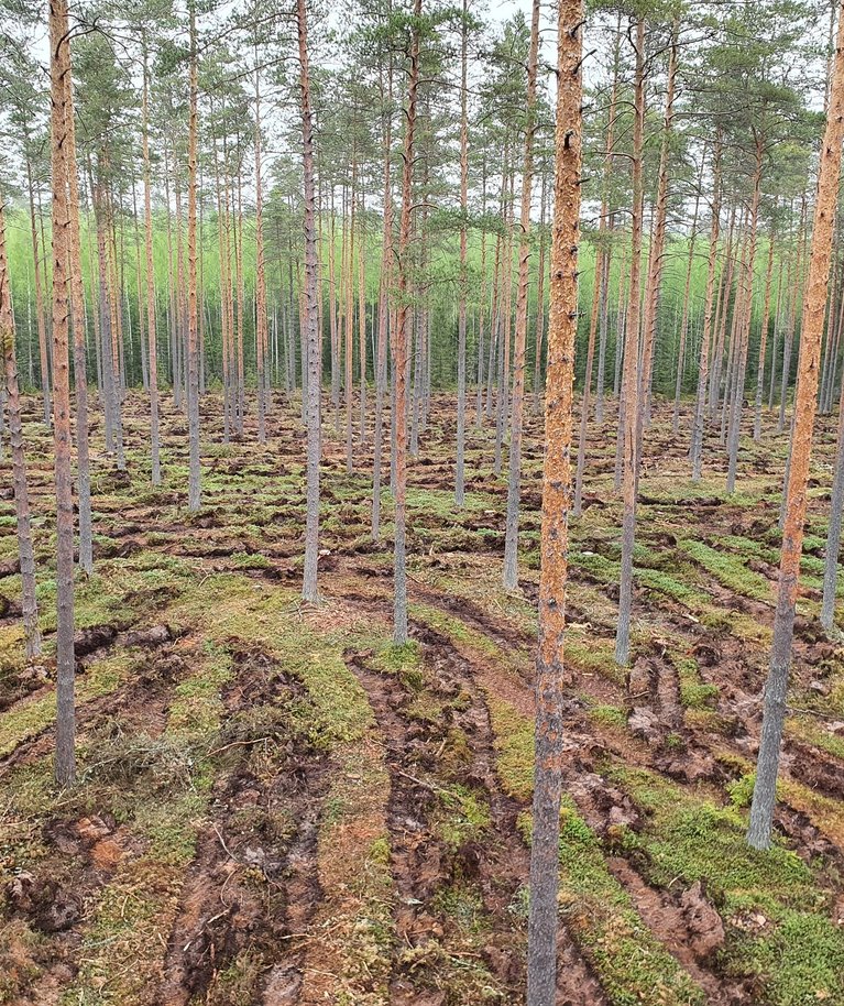 Aegjärkne raie ja maapinna ettevalmistus.