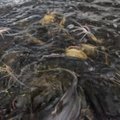 Пылулаский рыбопитомник заселил в реки 84 000 мальков рыбы