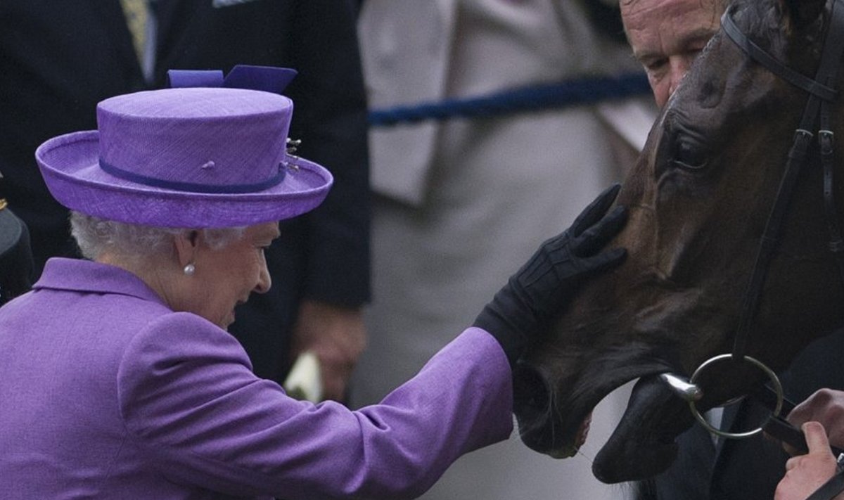 Kuninganna patsutab oma võidukat hobust