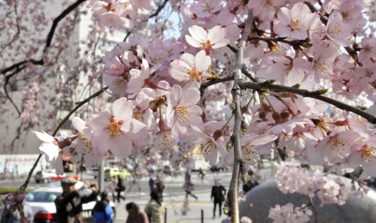 Kirsipuud õitsevad Tokios.