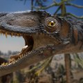 Hämmastav leid: maailma suurim dinosaurus kaalus sama palju kui kosmosesüstik