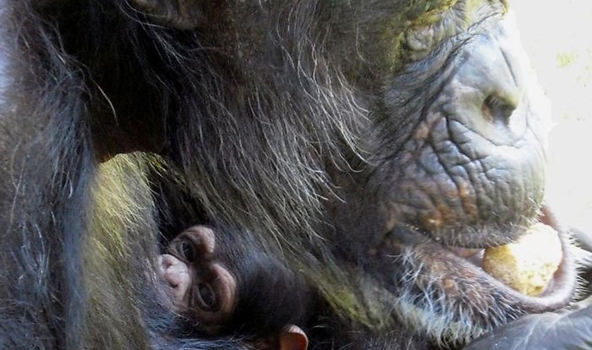 56-aastane ahviema koos pojaga. Foto: Regan Slonecker, Sunset Zoo
