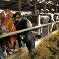 Kas rohepööre toob piimakarjade vähenemise?