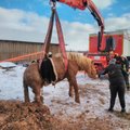 FOTOD | Nõnda päästeti Lätis muttavajunud hobune
