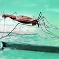 Murepilved olümpia kohal: Prantsusmaad kimbutab rekordiline Dengue viiruspuhang