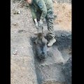 VIDEO | Ukraina sõdur tirib sabapidi kaevikust välja sinna meeleheitlikult tikkuvat kobrast