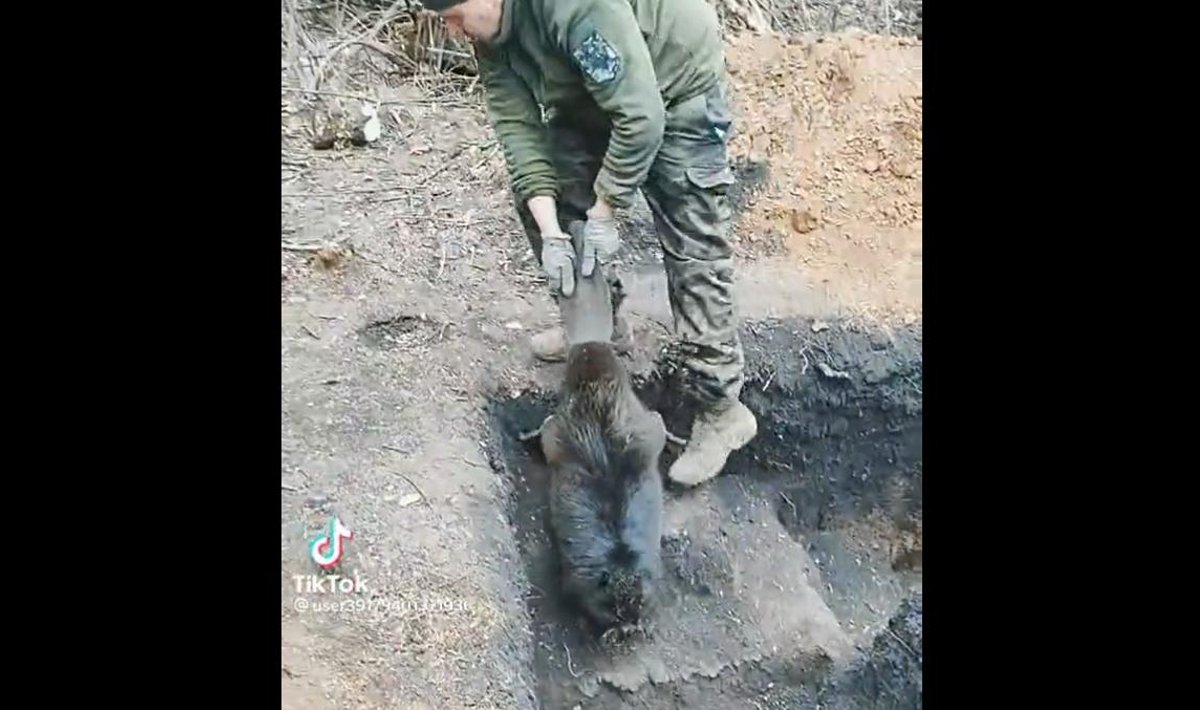 Ukraina sõdur kobrast kaevikust eemaldamas.