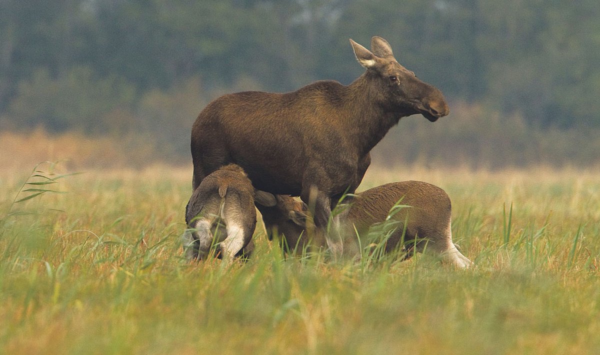 Põdralehm koos vasikatega.