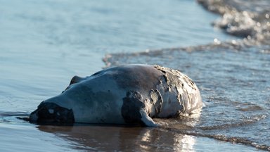 Морские пляжи завалены тюленьими тушами. Работа уборщика трупов - не самая желанная 