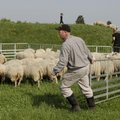 VIDEO: Sõmerus peeti lambafestivali