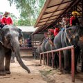 В Таиланде из-за коронавируса освободили слонов от тяжелой ноши. Впервые за 44 года!