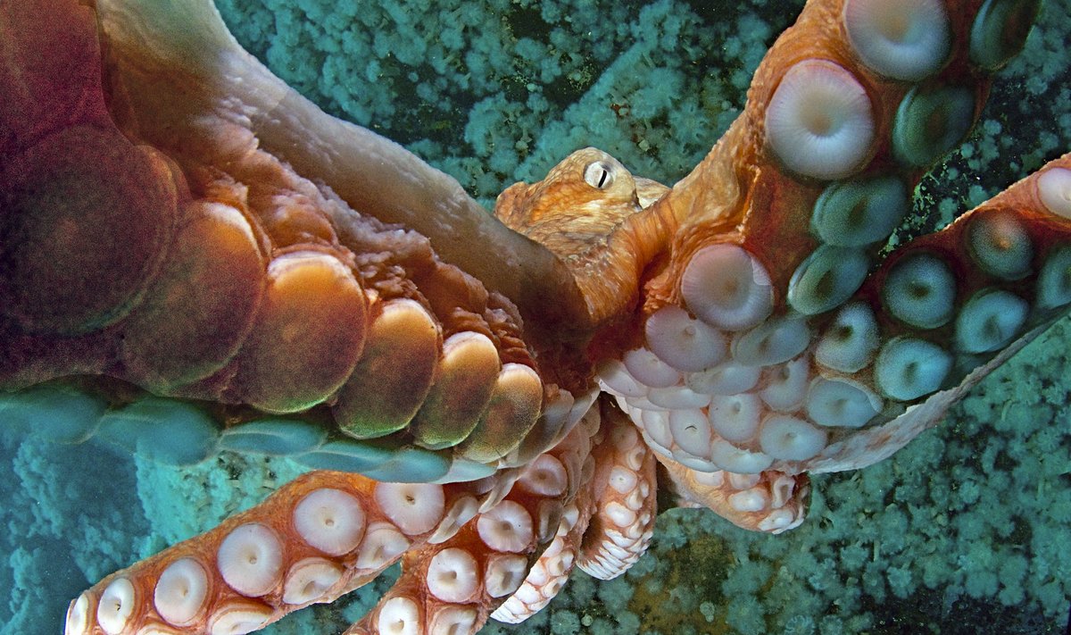 Kaheksajalgsed on eksisteerinud juba 550 miljonit aastat.