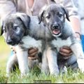 SAA TUTTAVAKS: Sündisid maailma esimesed identsed koerakaksikud!