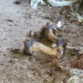 FOTOD | Raplamaal leiti lagunenud laudast kümnete lehmade ja vasikate korjuseid