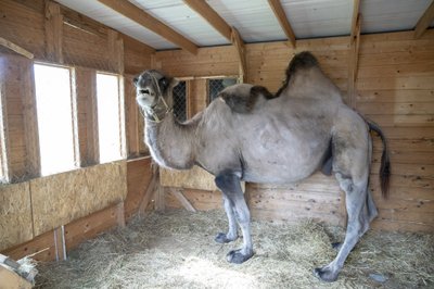  Uusmäe talu, kaamel