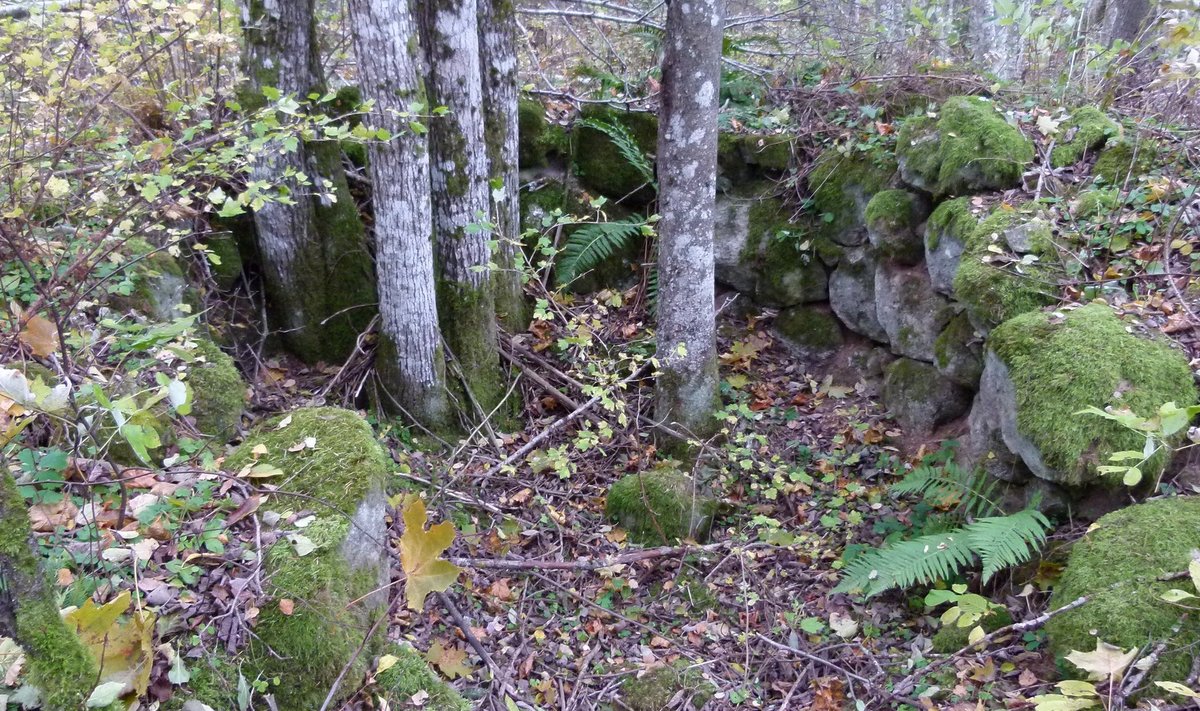 Pildil olevad kivid näitavad, et kunagi on selles paigas asunud lubjapõletusahi.