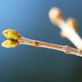 Kevadele vastu: MTÜ Uhlapere Selts seab oma kevadisi tegemisi Uulu Laulupüha järgi
