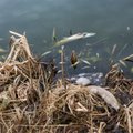 Печальное происшествие: в одном из озер Эстонии погибли тысячи рыб