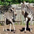 ФОТО | На острове Муху родился хорошенький жеребенок зебры