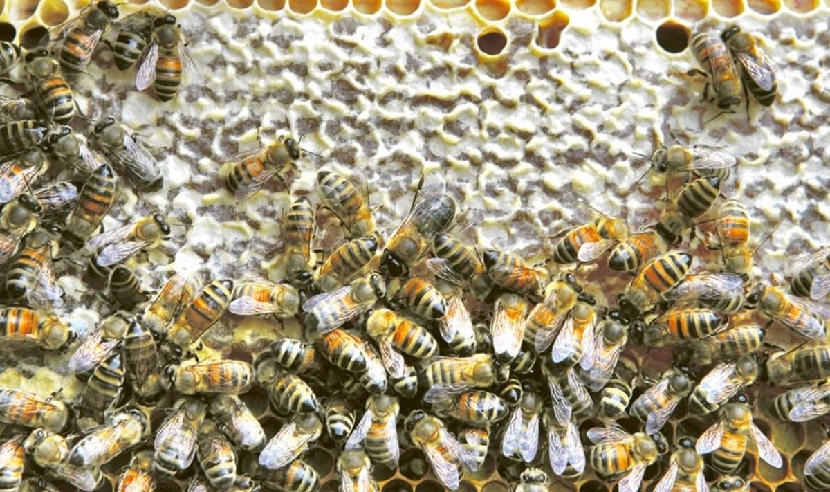         Mesilaste  suurenenud suremust  seostatakse taimekaitsega, kuid kindlad tõestused  selle kohta puuduvad.