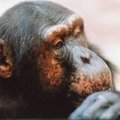 Šimpansid kasutavad sama sõjalist taktikat, mis inimesed