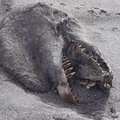 ВИДЕО: В Новой Зеландии пляжники обнаружили в песке останки странного существа