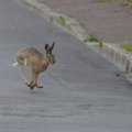 ВИДЕО | Ушастый гость: заяц весело прыгает по снежным дорогам Таллинна