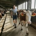 VIDEO | Eesti kõige töökama mehe päevi sisustavad 160 lehma