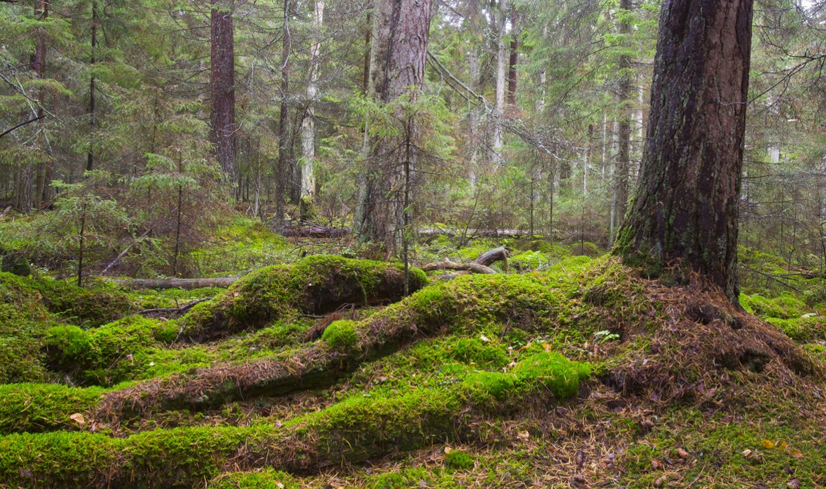 Vana mets Tahkunas. Just selliseid looduskooslusi soovitakse rahvuspargi loomisega Hiiumaal kaitsta ja säilitada.