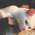 10 fakti | mida huvitavat võiks teada kassi kõrvade kohta?