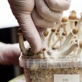 Maagilised seened pole lihtsalt „trippimiseks”, vaid toimivad neli korda efektiivsemalt kui antidepressandid